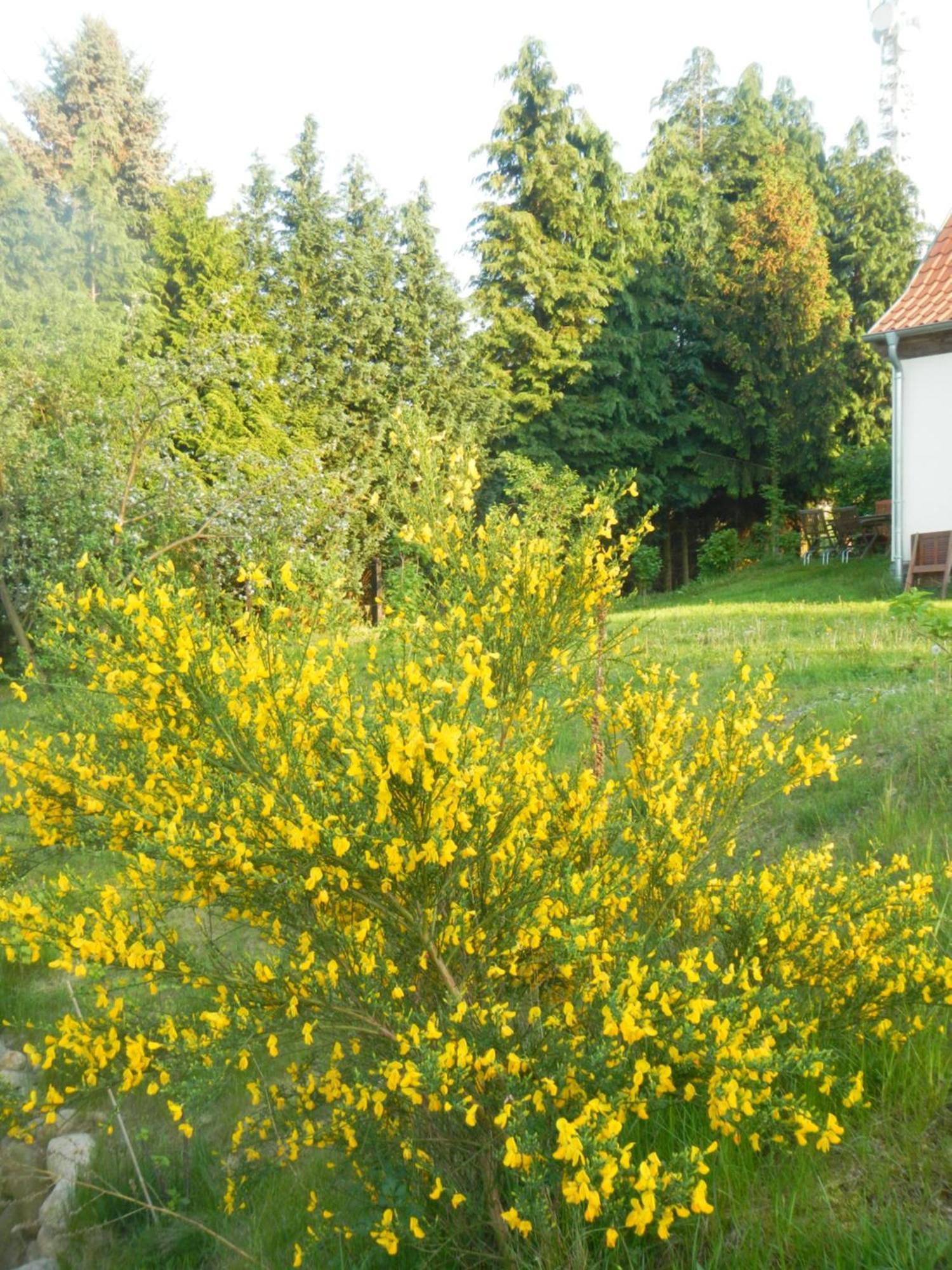 Ferienlandhaus Zempow المظهر الخارجي الصورة
